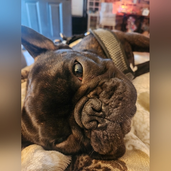 Meet your Posher, Posh - Picture 5 of 8